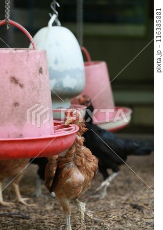 Poor chicken in local farm hurt legs Poor chicken in local farm hurt legs 116385881