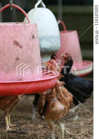 Poor chicken in local farm hurt legs Poor chicken in local farm hurt legs 116385883