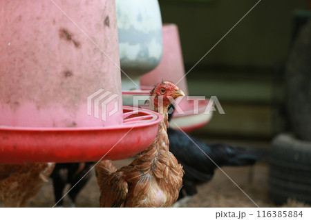 Poor chicken in local farm hurt legs 116385884
