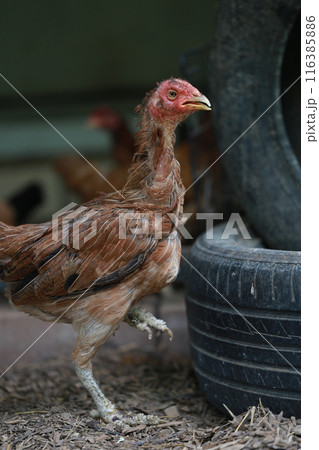 Poor chicken in local farm hurt legs Poor chicken in local farm hurt legs 116385886