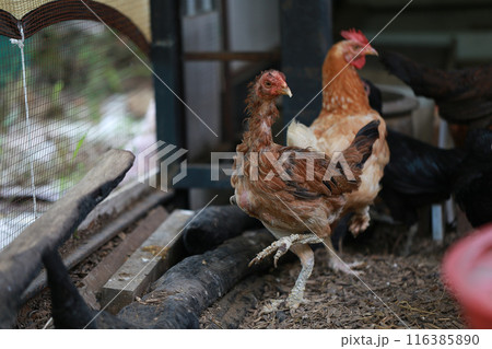 Poor chicken in local farm hurt legs 116385890