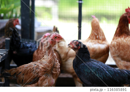 Poor chicken in local farm hurt legs 116385891