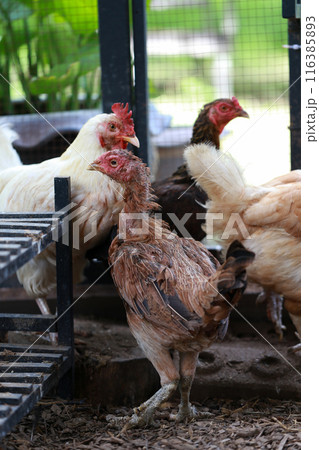 Poor chicken in local farm hurt legs 116385893