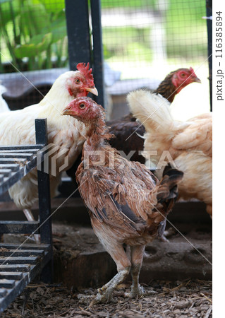 Poor chicken in local farm hurt legs 116385894