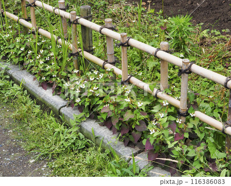 竹垣 竹垣 116386083