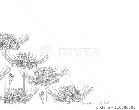 彼岸花の線画フレーム③ななめ下部 彼岸花の線画フレーム③ななめ下部 116386308