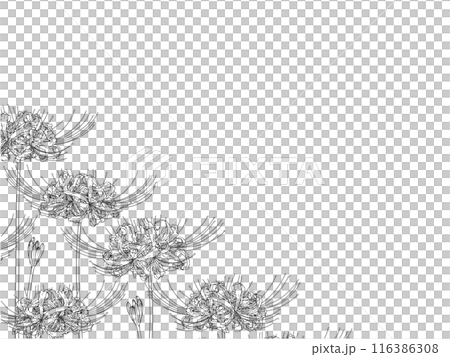 彼岸花の線画フレーム③ななめ下部 彼岸花の線画フレーム③ななめ下部 116386308