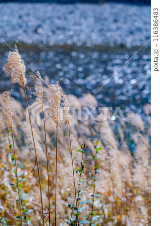 【秋素材】秋の上高地・梓川沿いのススキ【長野県】 116386483