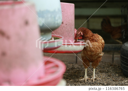 rhode island red chicken in local farm rhode island red chicken in local farm 116386765
