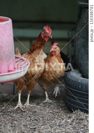 rhode island red chicken in local farm rhode island red chicken in local farm 116386781