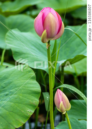 岩手県大船渡市中尊寺蓮 岩手県大船渡市中尊寺蓮 116386807