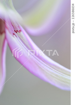カタクリ　薄い緑色の珍しい花 116386834