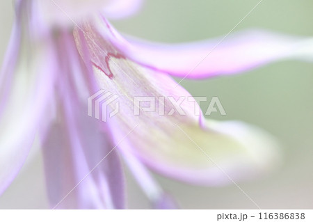 カタクリ　薄い緑色の珍しい花 116386838