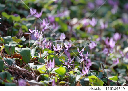 カタクリの花　群生で咲く花 116386849