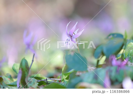カタクリの花　群生で咲く花 116386866