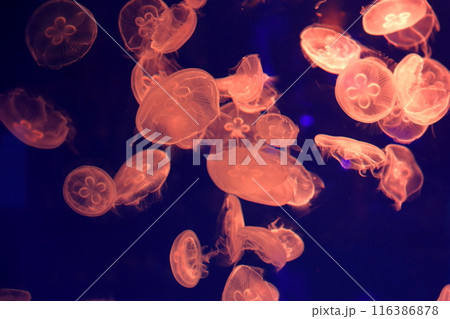 クラゲ　魅惑の海洋世界 116386878