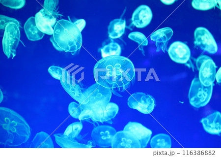 クラゲ　魅惑の海洋世界 116386882