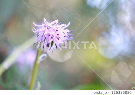 ショウジョウバカマ　野山に咲く山野草 116386886