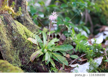 ショウジョウバカマ 野山に咲く山野草 ショウジョウバカマ 野山に咲く山野草 116386890