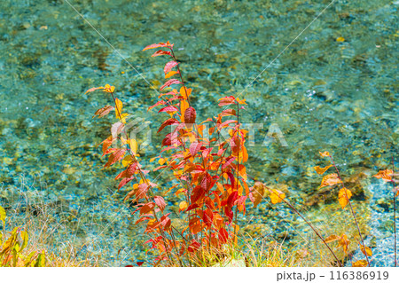 【秋素材】錦秋の上高地・トレッキング風景【長野県】 116386919