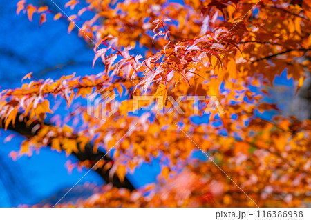 【秋素材】錦秋の上高地・トレッキング風景【長野県】 【秋素材】錦秋の上高地・トレッキング風景【長野県】 116386938