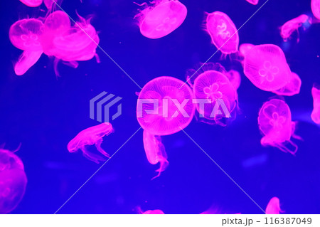 クラゲ　魅惑の海洋世界 116387049