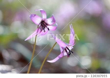 カタクリ　紫色の花 116387055