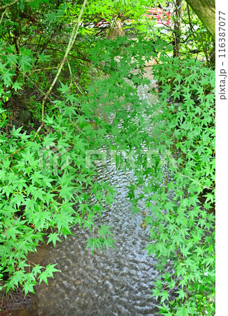 越中一宮 高瀬神社 青もみじ 庭 越中一宮 高瀬神社 青もみじ 庭 116387077