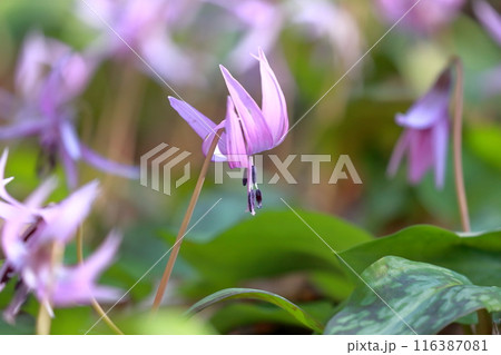 カタクリ 紫色の花 カタクリ 紫色の花 116387081