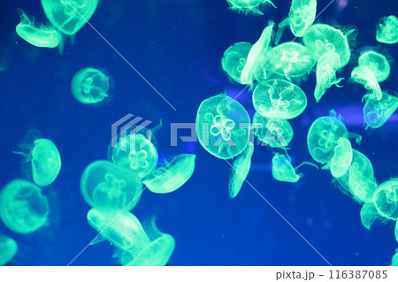 クラゲ 魅惑の海洋世界 クラゲ 魅惑の海洋世界 116387085