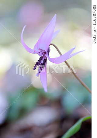 カタクリ　紫色の花 116387088