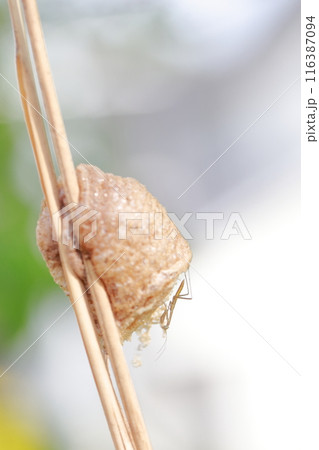 カマキリの卵 カマキリの卵 116387094