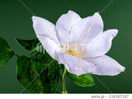 Blooming white clematis on a green background Blooming white clematis on a green background 116387187