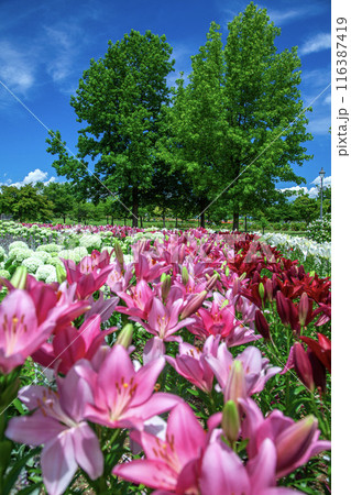 どんでん平ゆり園 116387419