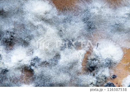 White mold on spoiled food. The mulberries are moldy. 116387538