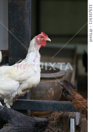 rhode island white chicken in local farm 116387633