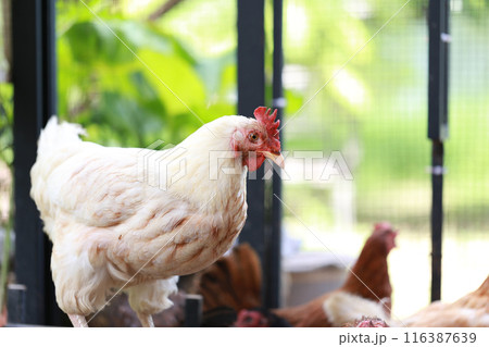 rhode island white chicken in local farm rhode island white chicken in local farm 116387639