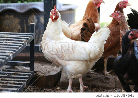 rhode island white chicken in local farm 116387643