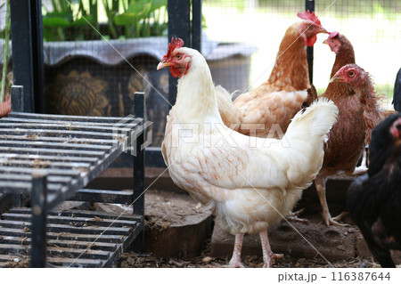 rhode island white chicken in local farm rhode island white chicken in local farm 116387644