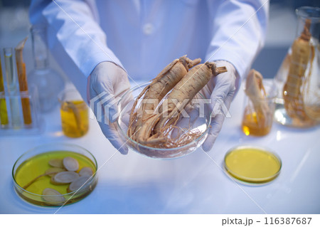 A scientist holds a petri dish containing two ginseng roots in front of the camera. Below is a laboratory table top displaying many glassware of yellow essence and ginseng 116387687