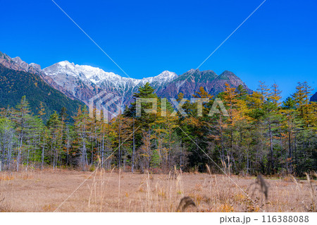 【秋素材】秋の上高地・田代湿原と田代池【長野県】 116388088