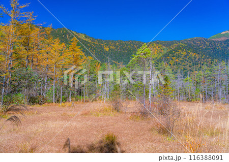 【秋素材】秋の上高地・田代湿原と田代池【長野県】 116388091