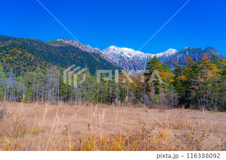 【秋素材】秋の上高地・田代湿原と田代池【長野県】 116388092