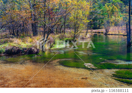 【秋素材】秋の上高地・田代湿原と田代池【長野県】 116388111