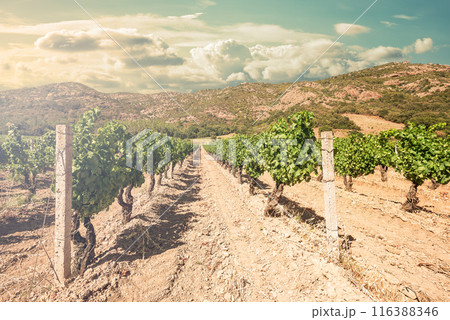 Rows of a vineyard at sunset with mountains in the background. Agriculture. 116388346