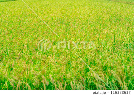 【米素材】実りの水田【長野県】 【米素材】実りの水田【長野県】 116388637