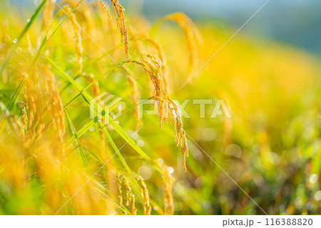 【秋素材】朝露をまとった稲穂【長野県】 116388820