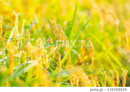 【秋素材】朝露をまとった稲穂【長野県】 116388826