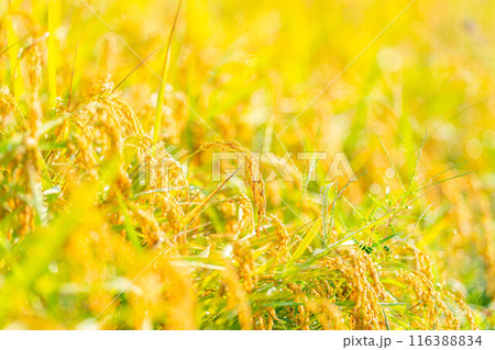 【秋素材】朝露をまとった稲穂【長野県】 【秋素材】朝露をまとった稲穂【長野県】 116388834