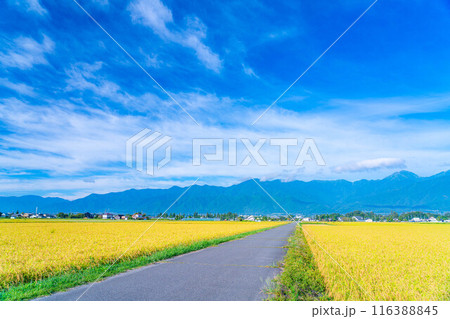 【秋素材】朝露をまとった稲穂【長野県】 116388845